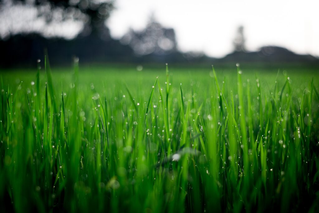 Soggy lawn with wet grass