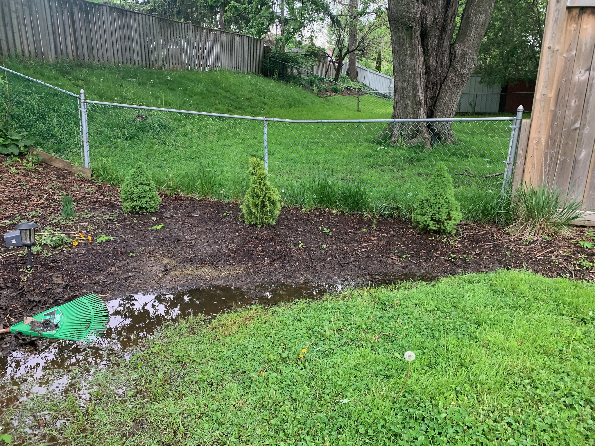 Standing water pooling in yard before drainage assessment in London Ontario Standing water pooling in yard before drainage assessment in London Ontario